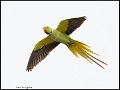 _9SB9719 rose-ringed parakeet